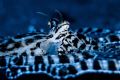   Mimic Octopus doing what does... Lembeh Strait North Sulawesi does  